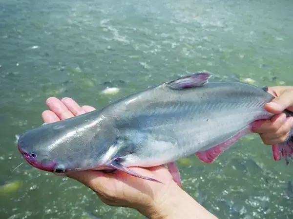 Các Yếu Tố Quyết Định Thời Gian Nuôi Cá Tra Các Yếu Tố Quyết Định Thời Gian Nuôi Cá Tra