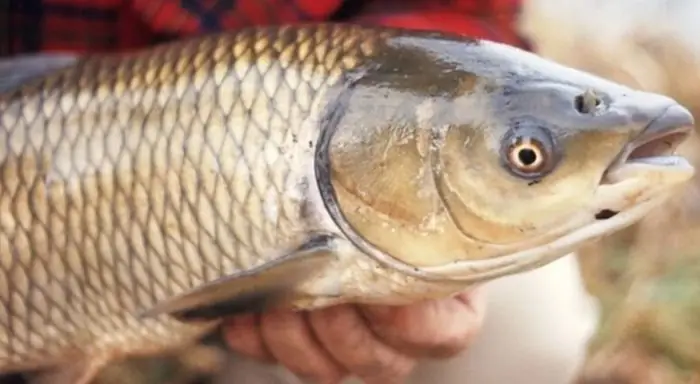 Thời Gian Nuôi Cá Trắm Cỏ