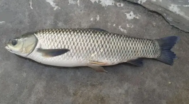 Thời Gian Nuôi Cá Trắm Cỏ