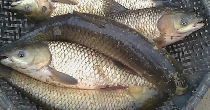 Thời Gian Nuôi Cá Trắm Cỏ