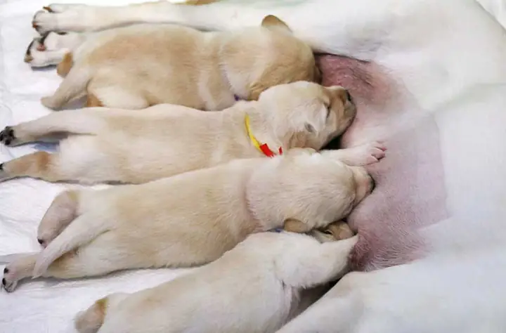 Tính Xem Chó Chửa Mấy Tháng Thì Đẻ