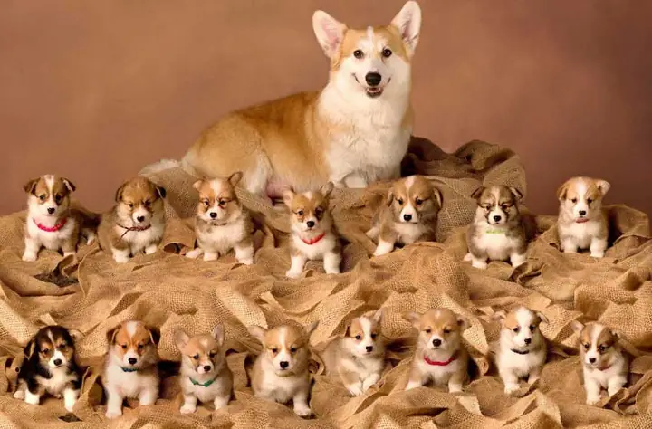 Chu Kỳ Sinh Sản Của Chó: Chó Chửa Mấy Tháng?