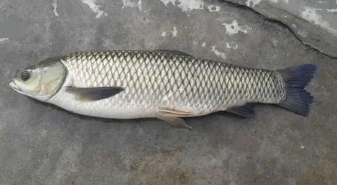 Các Giai Đoạn Sinh Trưởng Chính Của Cá Trắm Cỏ