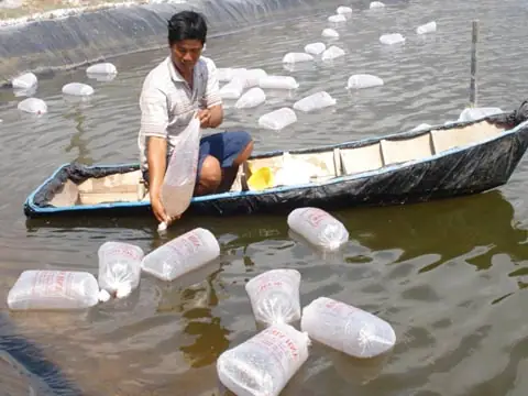 Thời Vụ Thả Cá Tốt Nhất Là Tháng 3 - 4 Hàng Năm. Nên Mua Giống Cá Ở Những Cơ Sở Sản Xuất Lớn Có Uy Tín Nhiều Năm. Vận Chuyển Cá Giống Vào Lúc Trời Mát.