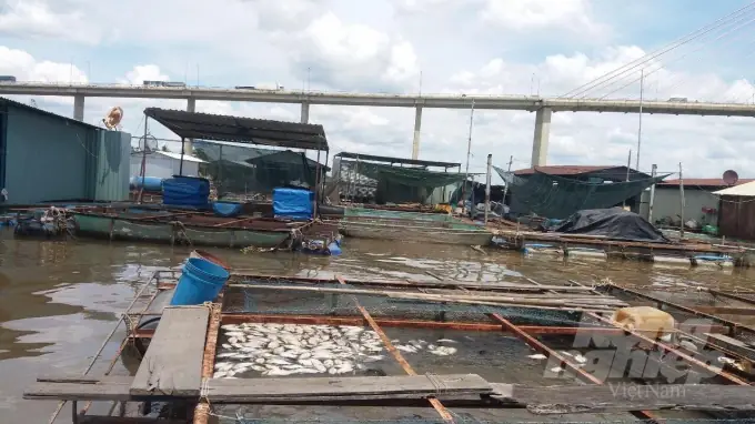 Cá Sông Mã Chết Dạt Vào Bờ