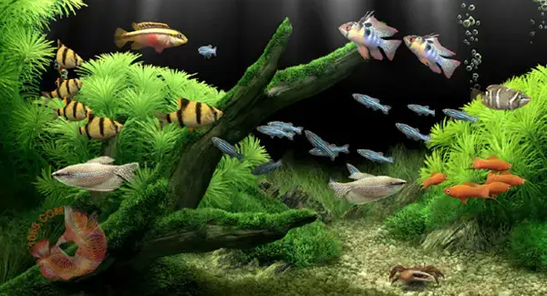 Cơ Chế Tạo Luồng Nước Hiệu Quả Cơ Chế Tạo Luồng Nước Hiệu Quả