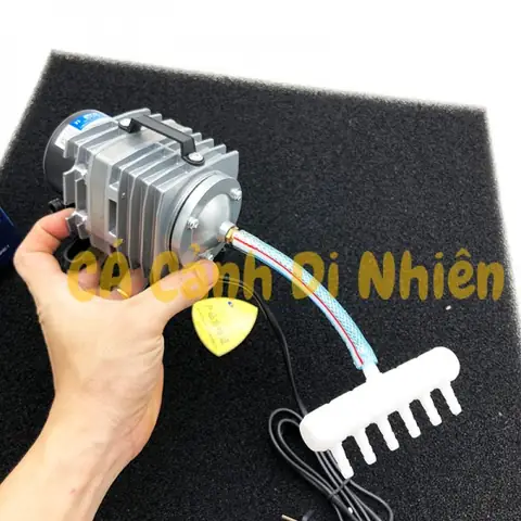 Hướng Dẫn Chi Tiết Cách Thổi Oxy Hồ Cá: Thiết Bị, Kỹ Thuật Và Lưu Ý Quan Trọng Hướng Dẫn Chi Tiết Cách Thổi Oxy Hồ Cá: Thiết Bị, Kỹ Thuật Và Lưu Ý Quan Trọng