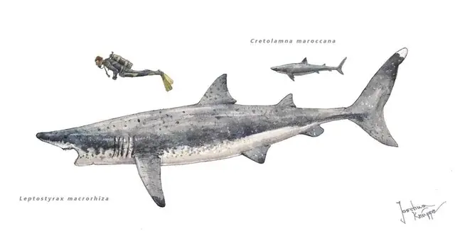 Khám Phá Thế Giới Cá Mập: 5 Sự Thật Ít Ai Biết Về 'sát Thủ Đại Dương'