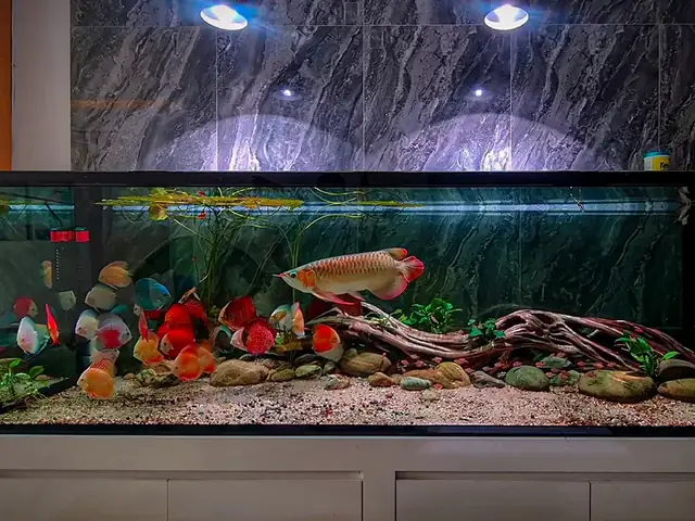 Thi Công Hồ Cá Rồng Đẹp