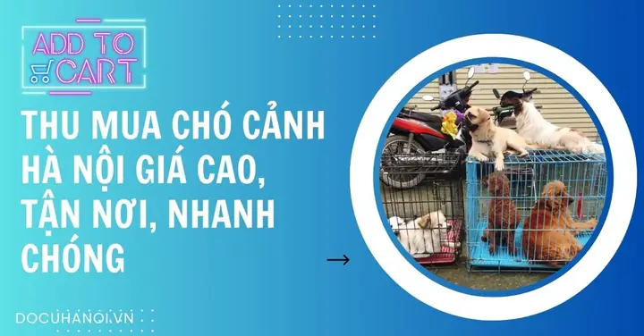 Thu Mua Chó Cảnh Hà Nội: Dịch Vụ Chuyên Nghiệp, Giá Cả Cạnh Tranh