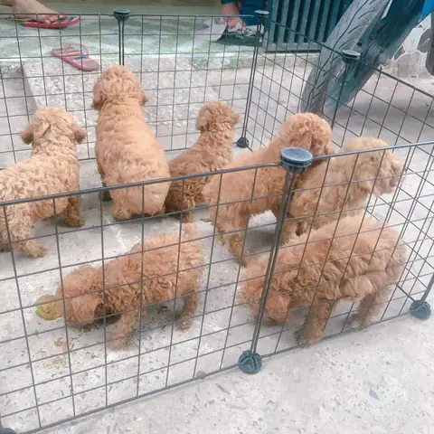 Chuyên Thu Mua Chó Cảnh,chó Kiểng,chó Poodle Con,chó Pug Mặt Nhăn-mặt Xệ,chó Samoyel,chó Phốc Sóc,chó Pom,chó Nhật Tại Tphcm Và Toàn Miền Nam Thu Mua Theo Bầy:0965443350