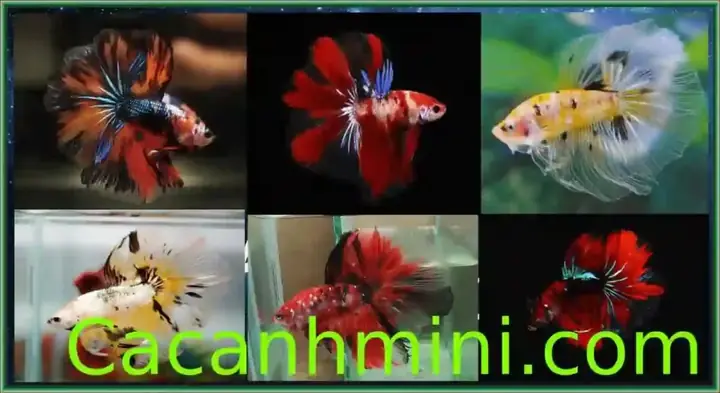 Thức Ăn Đông Lạnh Được Anh Em Ưa Chuộng Thức Ăn Đông Lạnh Được Anh Em Ưa Chuộng