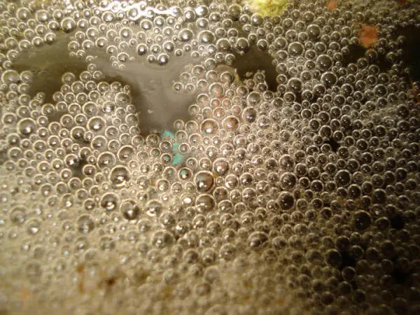 Thức Ăn Cho Cá Betta Con: Hướng Dẫn Chi Tiết Từ Chuyên Gia