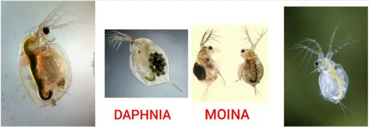 Giáp Xác Râu Ngànhcladocera – Moina (bobo Hay Trứng Nước)