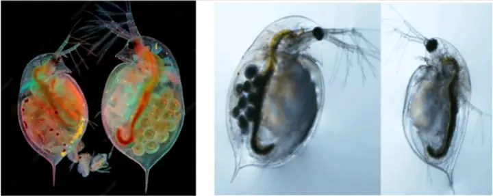 Giáp Xác Chân Chèocopepoda – Daphnia (rận Nước)