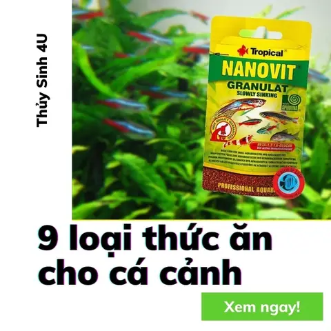 Loại Thức Ăn Cho Cá Cảnh Thủy Sinh Tốt Và Kích Màu Cá Nhanh Loại Thức Ăn Cho Cá Cảnh Thủy Sinh Tốt Và Kích Màu Cá Nhanh