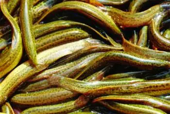 Tập Tính Ăn Của Cá Chạch Bùn – Tạp Chí Thủy Sản Việt Nam