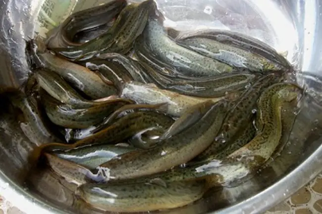 Kỹ Thuật Nuôi Cá Chạch Bùn (chạch Đồng)