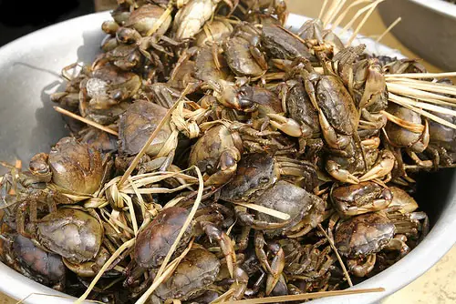 Nuôi Ghép Cá Chạch Đồng Với Cua Đồng