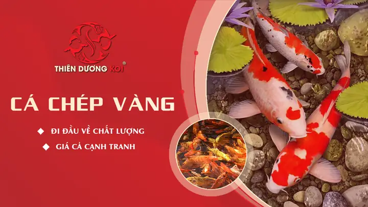 Nắm Bắt Những Bí Mật Thú Vị Về Loài Cá Chép Vàng