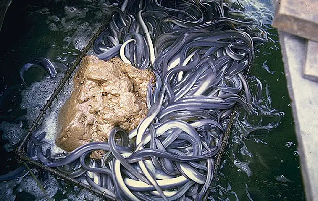 Thức Ăn Cho Cá Chình