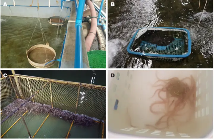 Thức Ăn Cho Cá Chình