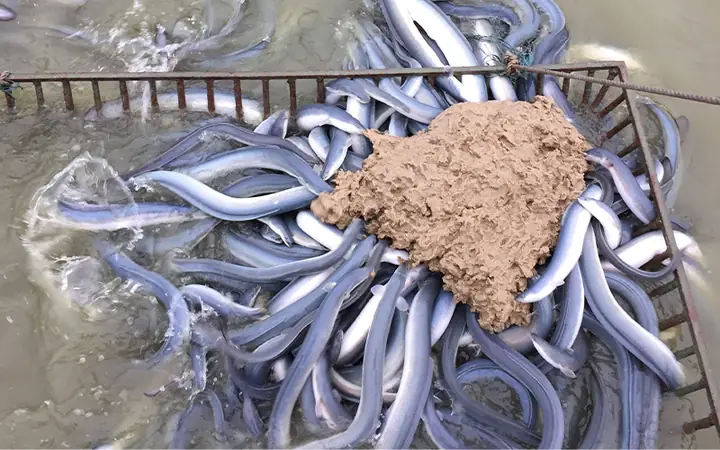 Thức Ăn Cho Cá Chình