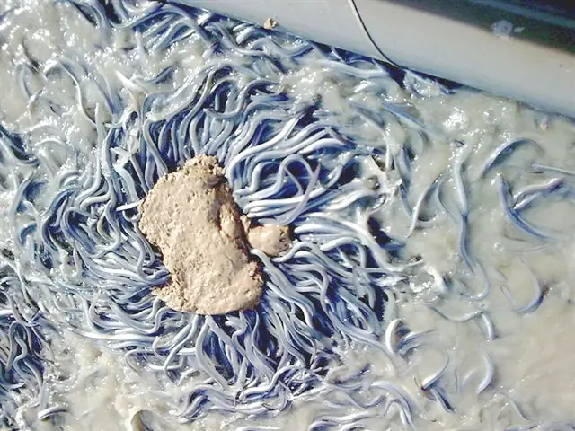 Thức Ăn Cho Cá Chình