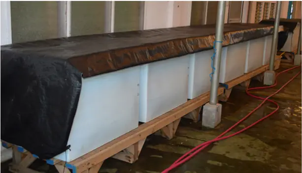 Thức Ăn Cho Cá Chình