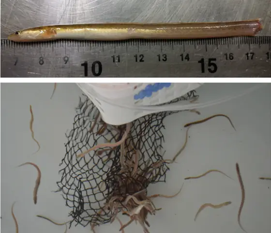 (13) Ương Cá Chình – Thức Ăn Và Cho Ăn