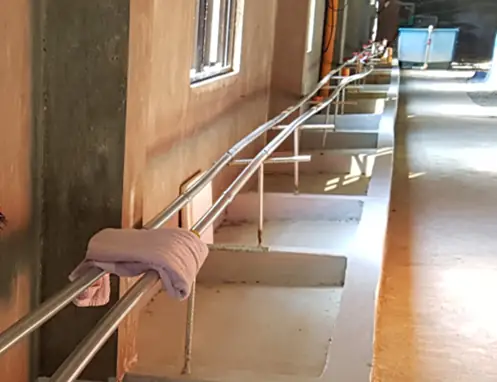 (13) Ương Cá Chình – Thức Ăn Và Cho Ăn