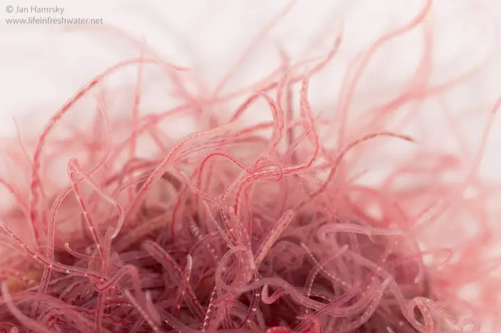 (13) Ương Cá Chình – Thức Ăn Và Cho Ăn