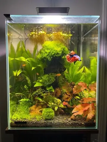 Chọn Cá Linh Hoạt