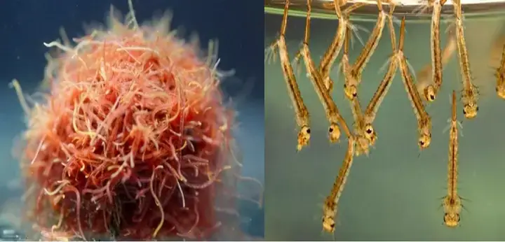 Các Loại Thức Ăn Cho Cá Cờ Tốt Nhất Và Cách Cho Ăn Đúng Chuẩn