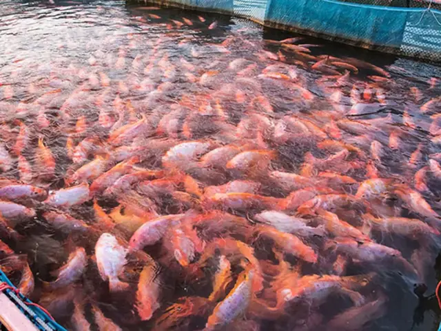 Cách Chọn Thức Ăn Cho Cá Diêu Hồng - Trại Cá Tấn Dũng