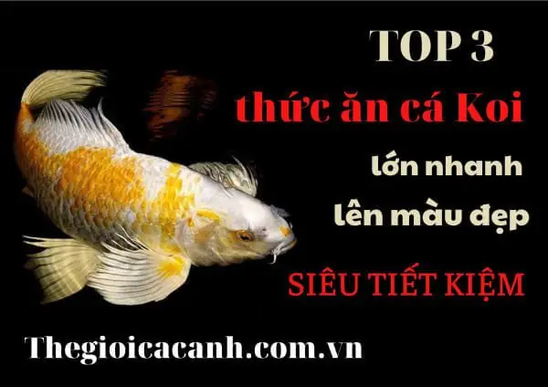 Top 3 Thức Ăn Cho Cá Koi Nhanh Lớn, Lên Màu Đẹp Mà Lại Siêu Tiết Kiệm Top 3 Thức Ăn Cho Cá Koi Nhanh Lớn, Lên Màu Đẹp Mà Lại Siêu Tiết Kiệm