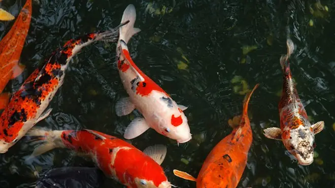 Cách Nuôi Cá Koi Nhanh Lớn, Không Chết Khi Thả Vào Hồ Bể Mới Cách Nuôi Cá Koi Nhanh Lớn, Không Chết Khi Thả Vào Hồ Bể Mới