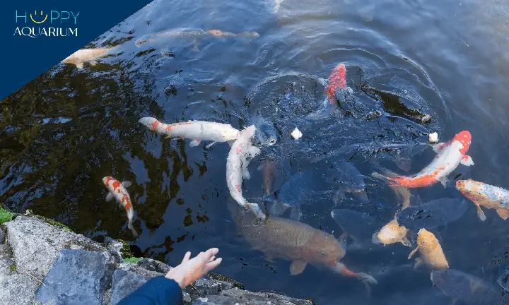 Thức Ăn Tốt Nhất Cho Cá Koi Là Gì (đánh Giá & Phân Tích Dinh Dưỡng) Thức Ăn Tốt Nhất Cho Cá Koi Là Gì (đánh Giá & Phân Tích Dinh Dưỡng)