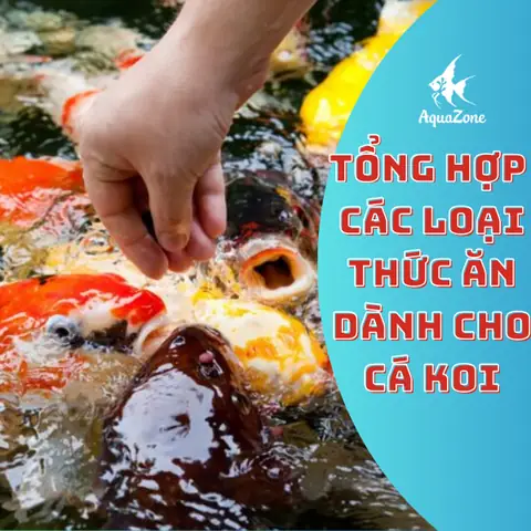 Tổng Hợp Các Loại Thức Ăn Cho Cá Koi Tổng Hợp Các Loại Thức Ăn Cho Cá Koi