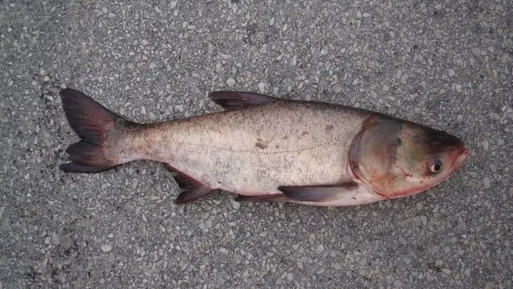 Thức Ăn Cho Cá Mè Trắng