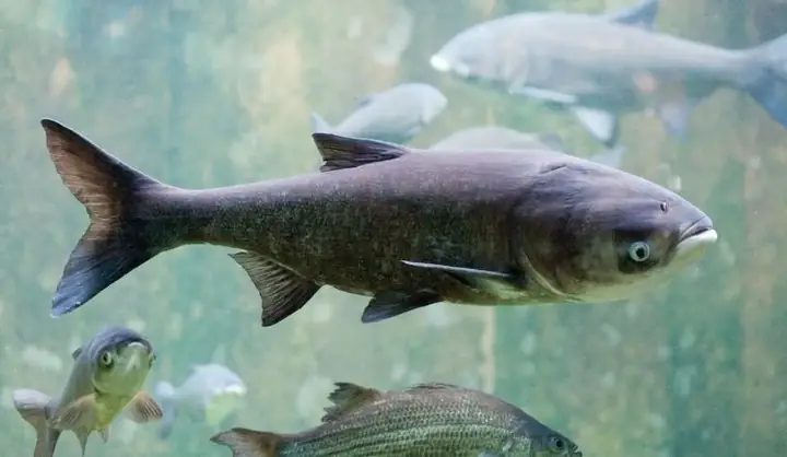 Thức Ăn Cho Cá Mè Trắng