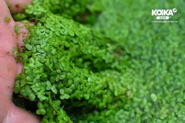 Thức Ăn Tốt Cho Cá Ranchu Từ Thực Vật