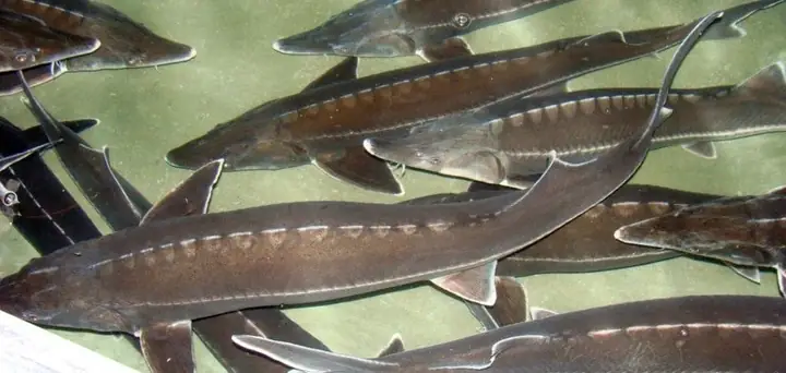 Kỹ Thuật Nuôi Cá Tầm Trong Lồng Trên Hồ Chứa | Báo Lào Cai Điện Tử