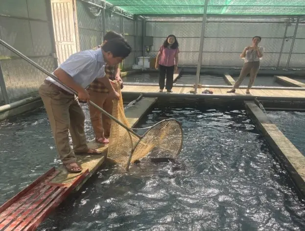 Quy Trình, Kỹ Thuật Nuôi Cá Tầm (acipenser Baerii) Thương Phẩm Trong ...