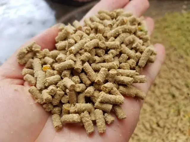 Thức Ăn Cho Cá Tra Thịt: Hướng Dẫn Chi Tiết Từ Chuyên Gia Thức Ăn Cho Cá Tra Thịt: Hướng Dẫn Chi Tiết Từ Chuyên Gia