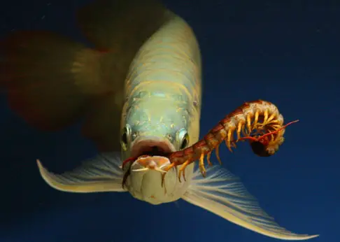 Cách Nuôi Cá Rồng Lên Màu Vàng