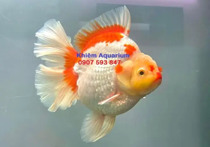 Hướng Dẫn Chọn Thức Ăn Cho Cá Vàng Lên Màu Rực Rỡ, Khoa Học Nhất