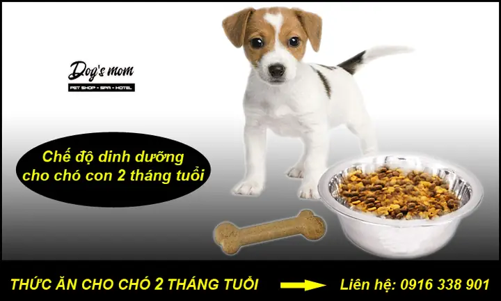 Chế Độ Dinh Dưỡng Cho Chó 2 Tháng Chế Độ Dinh Dưỡng Cho Chó 2 Tháng