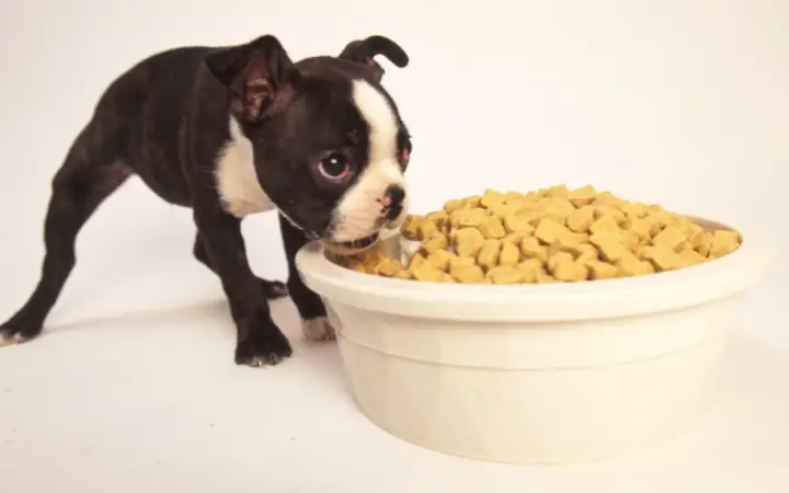 Lựa Chọn Thức Ăn Phù Hợp Với Độ Tuổi, Giống Chó