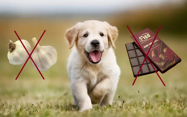 Thay Đổi Loại Thức Ăn Từ Từ